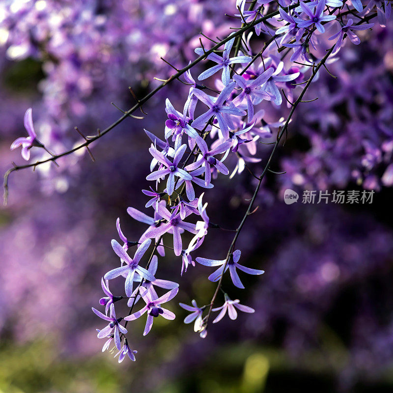 紫皇后花环(Petrea volubilis)开花藤蔓